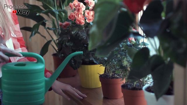 1 ТАБЛЕТКА НА ЛИТР ВОДЫ И КОМНАТА ПРЕВРАТИЛАСЬ В ЦВЕТУЩИЙ САД! Подкормка Комнатных Растений Зимой! смотреть онлайн