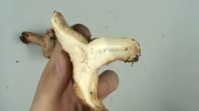 lactarius pallidus смотреть онлайн