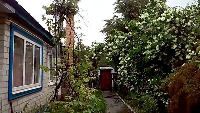 Цветет жасмин Чубушник.Jasmine Blossoms chubushnik смотреть онлайн