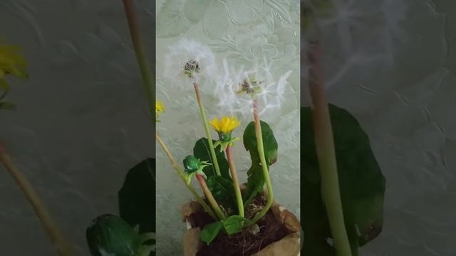 Одуванчики из холодного фарфора смотреть онлайн