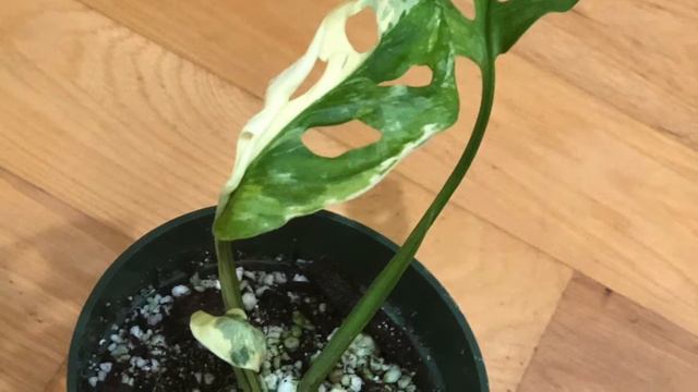 Variegated Monstera Adansonii Albo смотреть онлайн