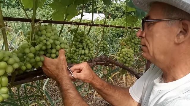 Удаление ягод из слишком плотных гроздей, прореживание гроздей винограда смотреть онлайн