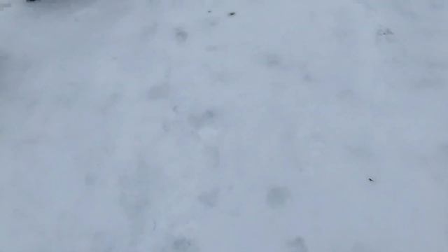 DOG VLOG/ СТРИЖЕМ КОГТИ/СТОИТ ЛИ ЗАВОДИТЬ МОПСА?/МОЙ ДЕНЬ С СОБАКОЙ/УХОД И ДРЕССИРОВКА/ТОЙ ПУДЕЛЬ смотреть онлайн