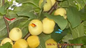 Яблоня золотистая Китайка золотая (malus) ? обзор: как сажать, саженцы яблони Китайка золотая