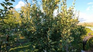 Груша Мраморная. Плюсы и минусы сорта!