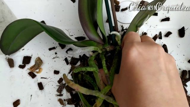 Phalaenopsis Manhattan смотреть онлайн