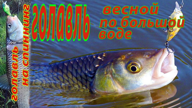 Ловля голавля весной на спиннинг. Удачная рыбалка на малой реке. смотреть онлайн