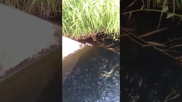 Крысы плавают смотреть онлайн