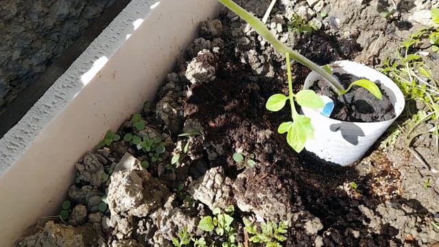 Высадка рассады томатов в открытый грунт. Что можно положить в лунку смотреть онлайн