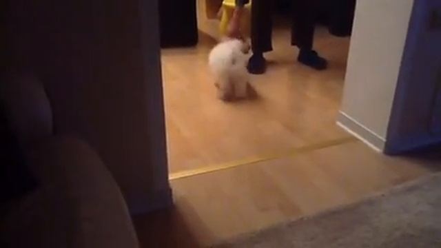 Бишон фризе ,Как мы живем с Бишоном :) Замечательный подарок и „собачья „жизнь в Германии:) смотреть онлайн