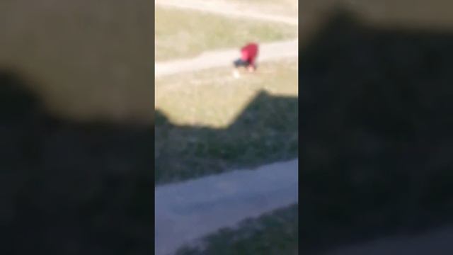 Бабки сажают дерево!