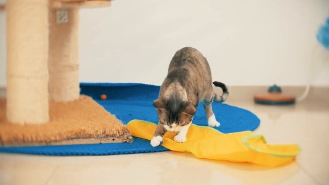 КОТ-СОБАКА ДЕВОН РЕКС | DEVON REX CAT LIKE A DOG смотреть онлайн