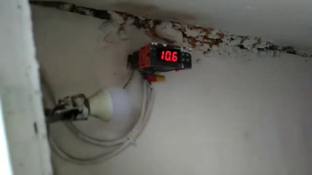 Индюшки защищают раненую курицу. Обзор двух стай смотреть онлайн