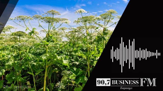 Есть ли перспективы производства стройматериалов из борщевика смотреть онлайн