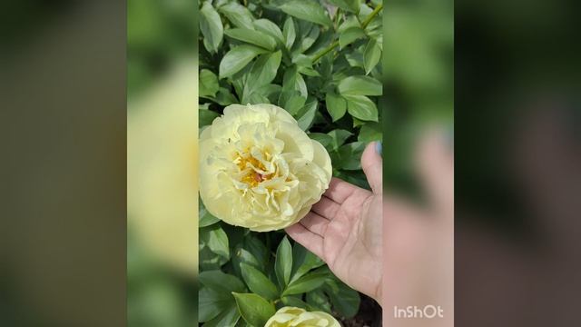 InShot_20220625_160639765.mp4