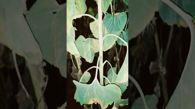 Подсолнух высотой по 2 метра в этом году смотреть онлайн