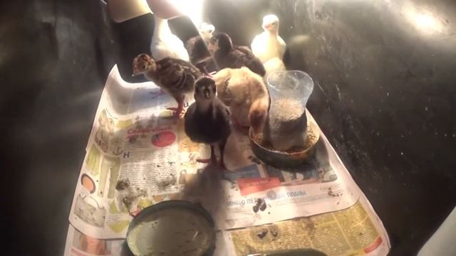 Выход индюков из покупных яиц( смотреть онлайн