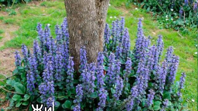 Популярные сорта многолетних растений смотреть онлайн