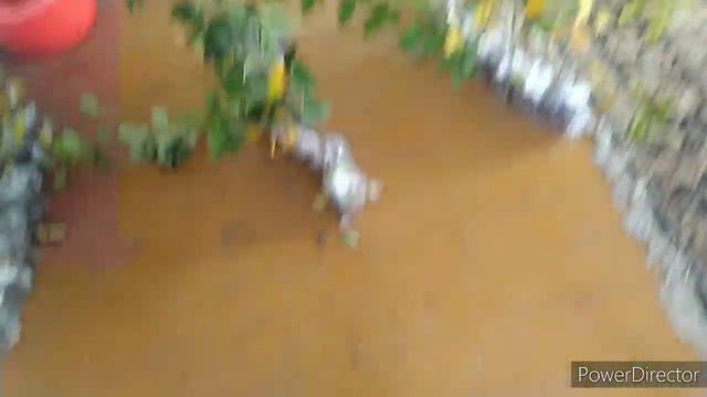 Пришла посылка с саженцами 👏👏👏🍁💐 смотреть онлайн