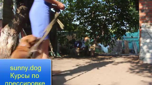 Самые главные качества бультерьера. Характер бультерьера. смотреть онлайн