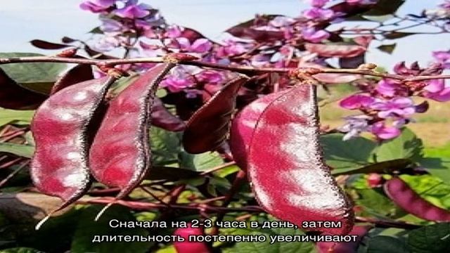 Особенности выращивания и применения гиацинтовых бобов смотреть онлайн