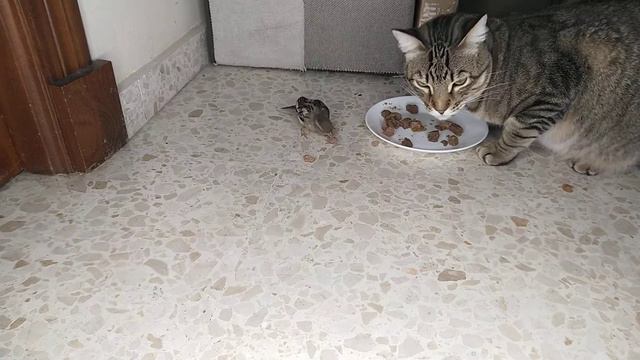 Кот пригласил на завтрак своего друга воробья смотреть онлайн