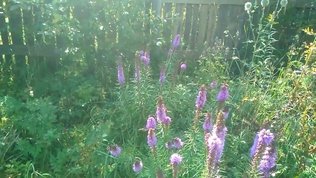 Бабочки на пасеке смотреть онлайн