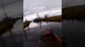 Осенняя охота на уток.  Оружие Вепрь Молот ВПО 205 Autumn duck hunting Weapon Vepr Hammer VPO 205