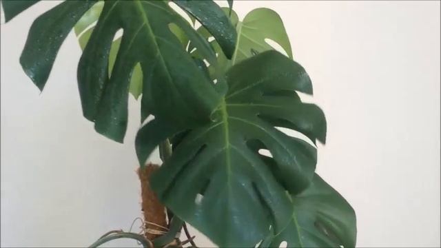 Пароочиститель Kärcher SC 1 Floor Kit | Очистка комнатного растения смотреть онлайн