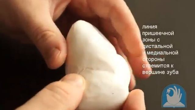 МОДЕЛИРОВАНИЕ КЛЫКА ИЗ ПЛАСТИКИ смотреть онлайн
