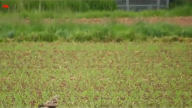 Mäusebussard 4 смотреть онлайн