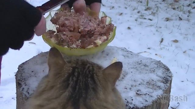Обзор на котика :3 смотреть онлайн