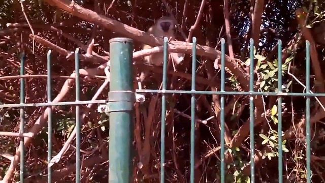 Обезьяны на набережной в Дурбане (Africa Durban) смотреть онлайн