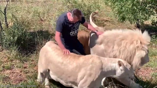 Top 10 Most Expensive Animals In The World смотреть онлайн