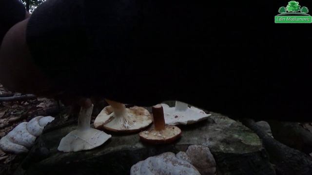 Ljutača & Sirogriz - Puštanje mlijeka смотреть онлайн