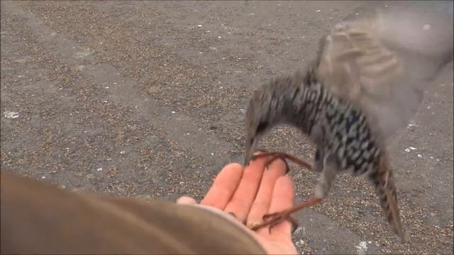 Common Starling / European Starling (Sturnus vulgaris) смотреть онлайн