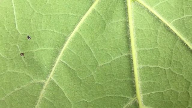 Indian bean tree (Catalpa bignonioides) - underside of leaf very close up - July 2018 смотреть онлайн