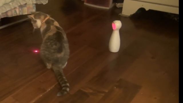 FroliCat BOLT Laser Cat/Pet Toy - SEE IN IN ACTION! ? смотреть онлайн