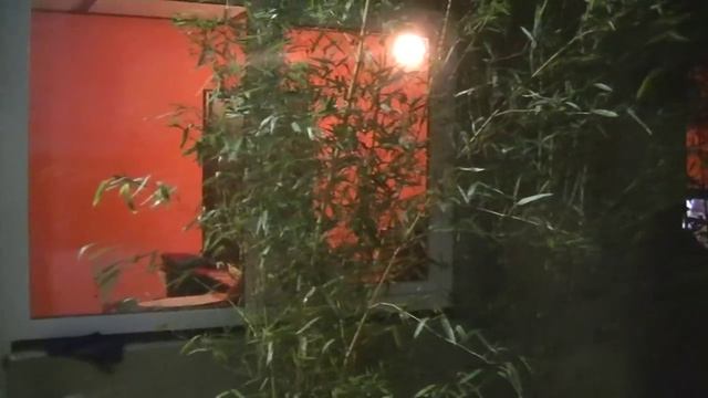 Бамбук в зимнем саду 00269 смотреть онлайн