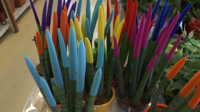 Sansevieria Velvet Touchz (touch) - Growing And Facts