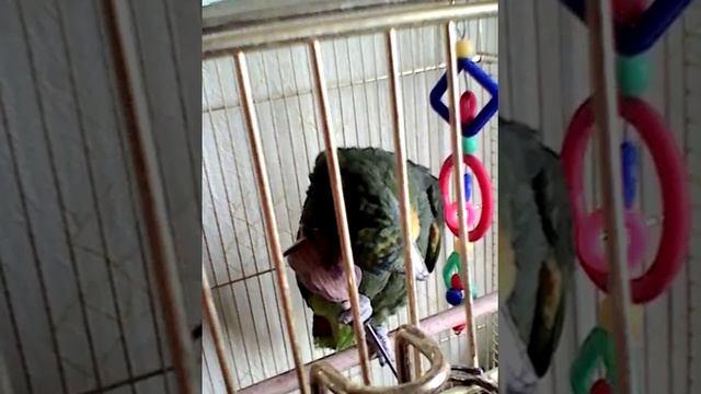Попугай Григорий чешется смотреть онлайн