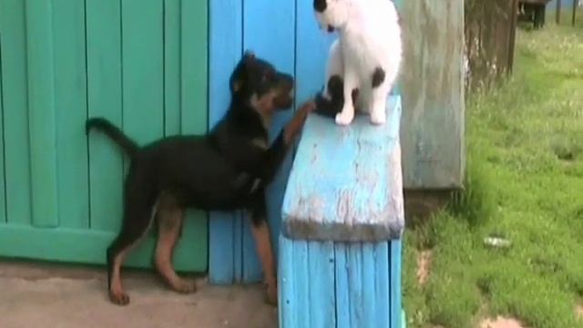Щенок собака и кот - это очень смешно .wmv смотреть онлайн