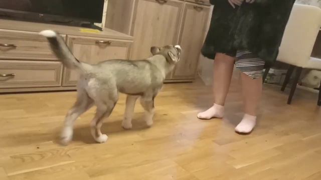 Грин-пиисовец и шуба! смотреть онлайн