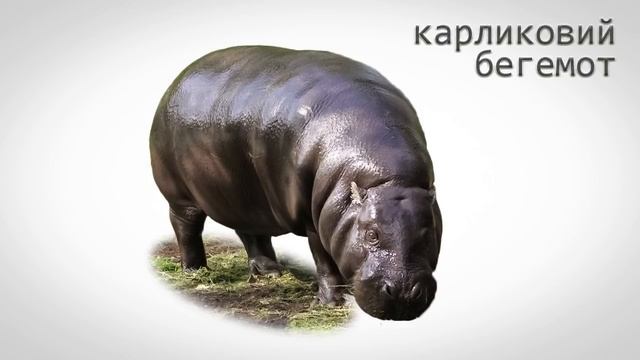 Картинки і звуки тварин Африки. Тварини Африки для дітей. Пізнавальне відео для дітей.