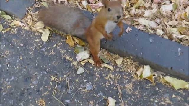 Белочки кушают орешки 22.09.2020 смотреть онлайн