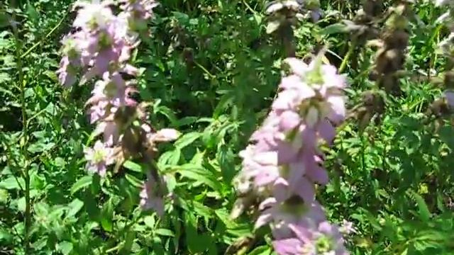 Monarda punctata Horse Mint смотреть онлайн