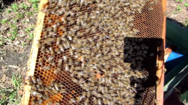 1 Часть ВЫВОД РАННИХ МАТОК 2018г. СЕМЬЯ СТАРТЁР, ДЕЛАЕМ ОТВОДОК, ОСИРОТИВ СЕМЬЮ.??? смотреть онлайн