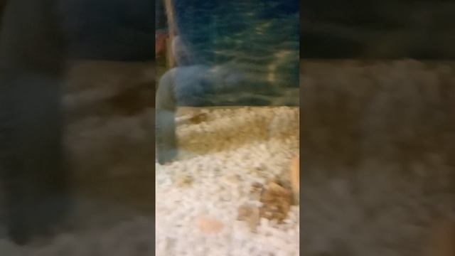 рыбы плавают. (плюс рыба с озвучкой) смотреть онлайн