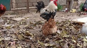 ПЕТУХИ ГУЛЯЮТ | Петухи и куры на выгуле  |  22.12.2022