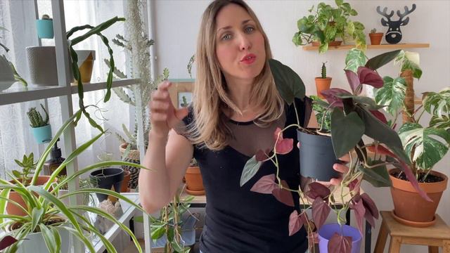 🌿 3 SIGNES QU'UNE PLANTE A BESOIN D'ÊTRE REMPOTÉE 🌱